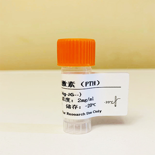 甲状旁腺激素（PTH）